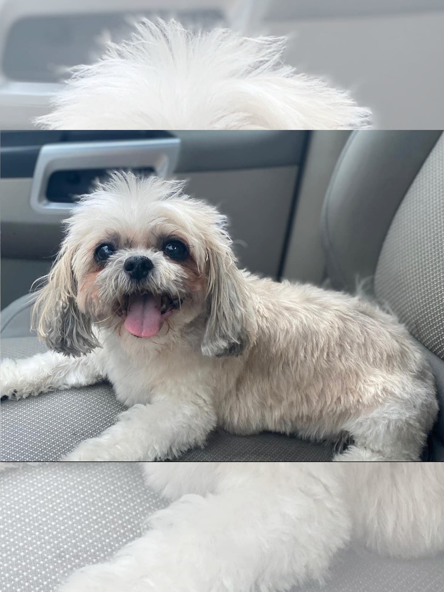 A small, fluffy dog with a white and tan coat is sitting on a car seat, looking at the camera with its tongue out.